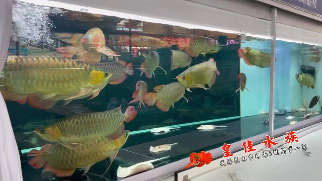 超大个头龙鱼群