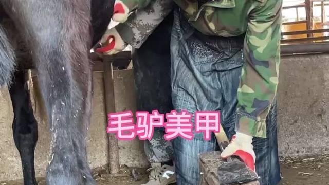 手艺人赵师傅给毛驴修蹄，手法干脆利落，驴蹄修得很解压
