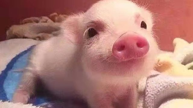 吸汤面-至极进攻苍穹，小破岩WX视角