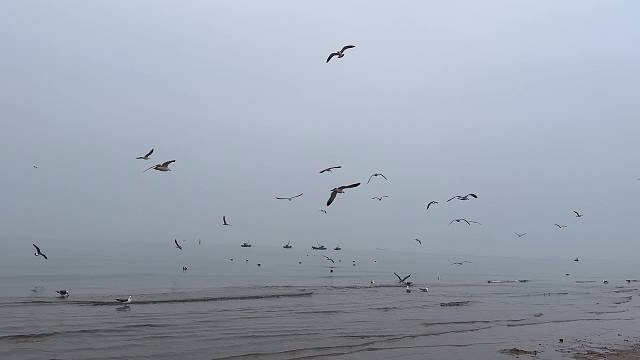 海鸥不再眷恋大海，可以飞更远