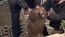 猴子误闯民居被擒住 这样的救援也是醉了