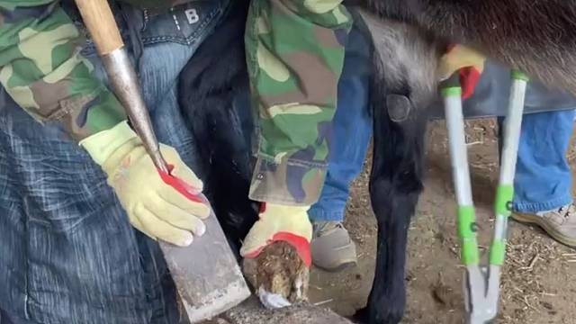 手艺人赵师傅给毛驴修蹄，锋利的大刀削蹄如泥，非常解压