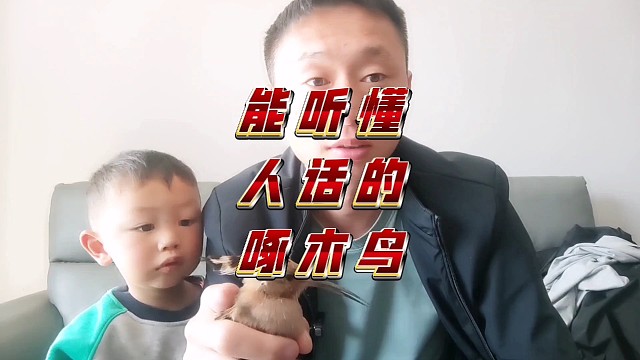 能听懂人话的啄木鸟