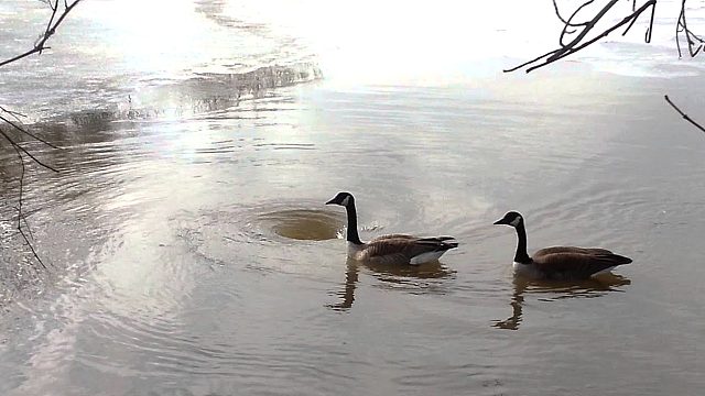 湖面出现漩涡，2只大鹅淡定的游了过去，镜头记录全过程！