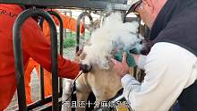 小牛屁股突然一凉，还没反应过来，就被人为种上了“草莓”！