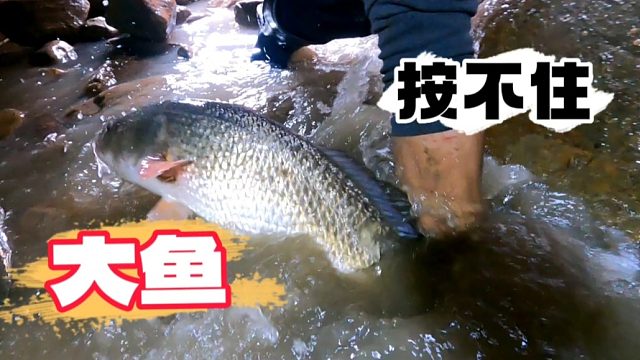 这么多海货的水坑太给力了，大鱼扑腾的水花四处飞溅按都按不住