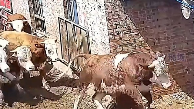 牛：这豆腐渣愿我罗？