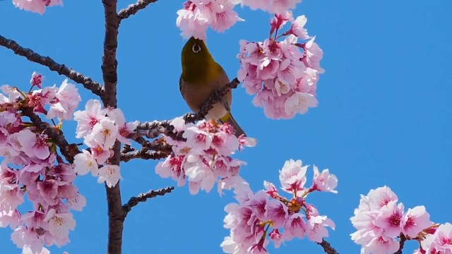 在这桃花盛开的季节，来和我一起听这首歌吧！