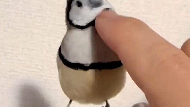 它看起来好有礼貌喔～