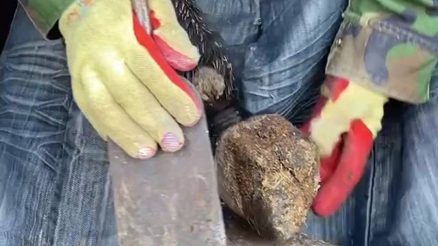 关爱动物，手艺人赵师傅给毛驴修蹄，锋利的铲刀手起刀落，干脆利索。