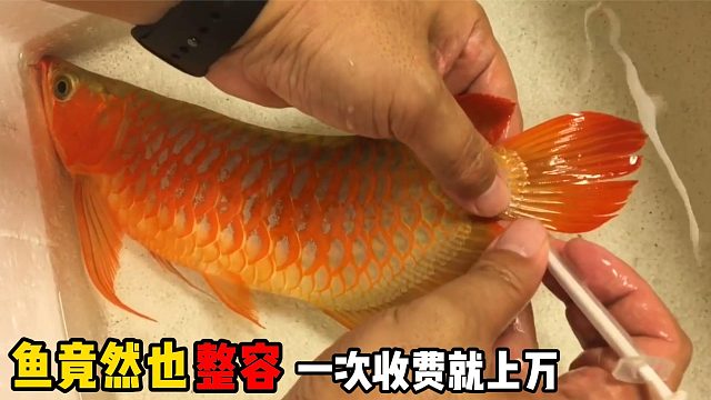 富豪给鱼做“整容”？每次收费过万