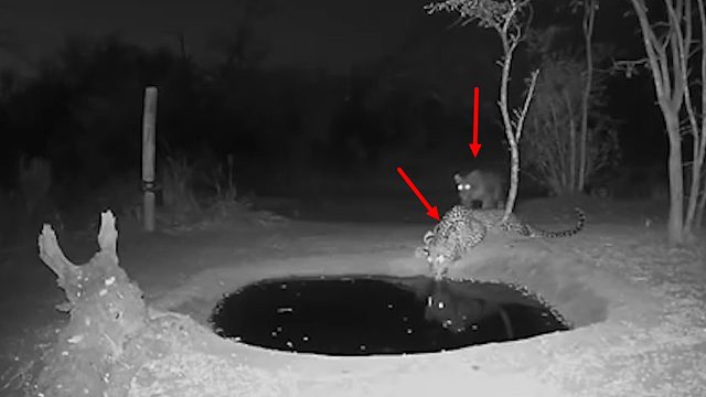 花豹正在喝水，却遭“黑影”袭击，瞬间一蹦三尺高！