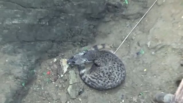 井底突然传来“鬼嚎声”，本以为是闹鬼，看清才知吓了一个寂寞！