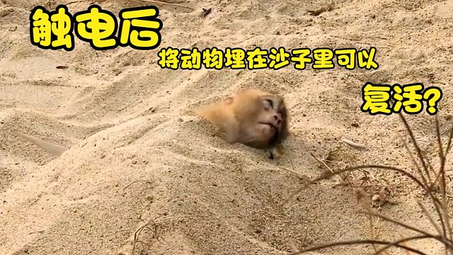 动物触电后，将其埋在沙子里可以复活，你知道这是为什么吗？