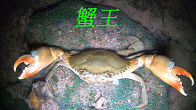 退潮后珊瑚边特别多海鲜抓，有青蟹和斑节虾还有昂贵的石斑鱼