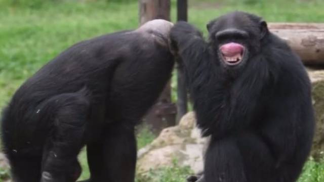 你见过猩猩笑吗？