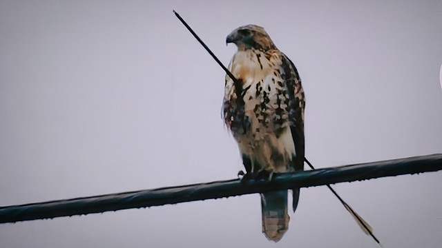 幸好伤的不是翅膀