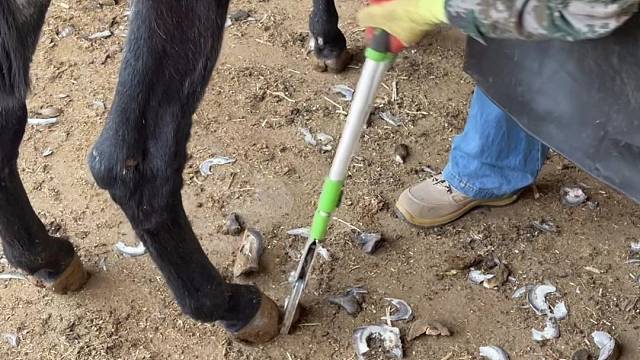 两位师傅给毛驴美甲，听着清脆的切蹄声，感觉很解压