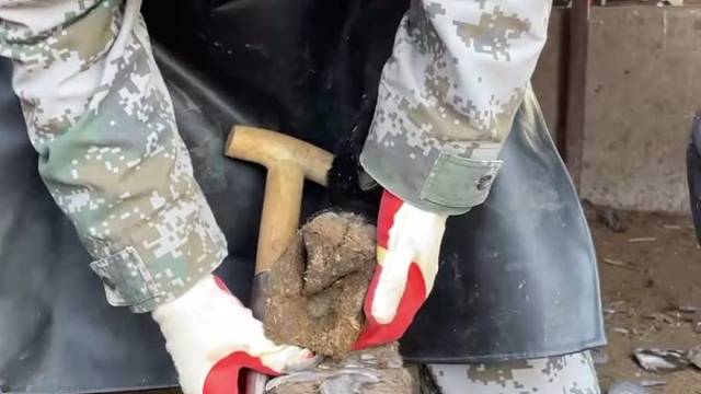 孙师傅给毛驴修蹄，手法娴熟，干脆利落，很解压