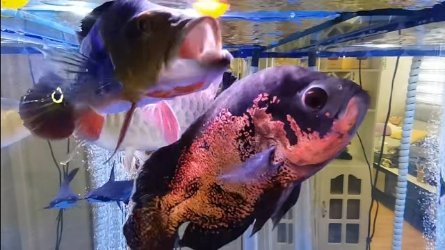 又是晴朗的一天，开始投喂