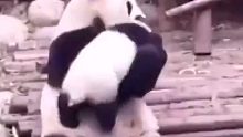 国宝熊猫也不能避免带娃的烦恼