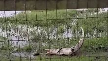 国外岸边两只鳄鱼发生争斗