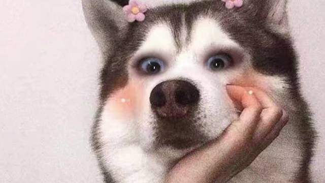 以后请叫我泡二狗