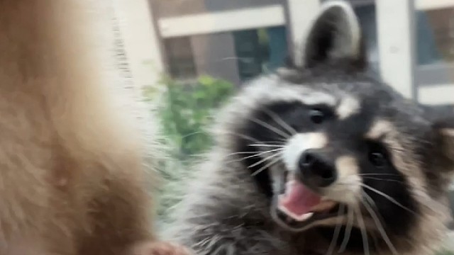 新伙伴来了，很喜欢呦