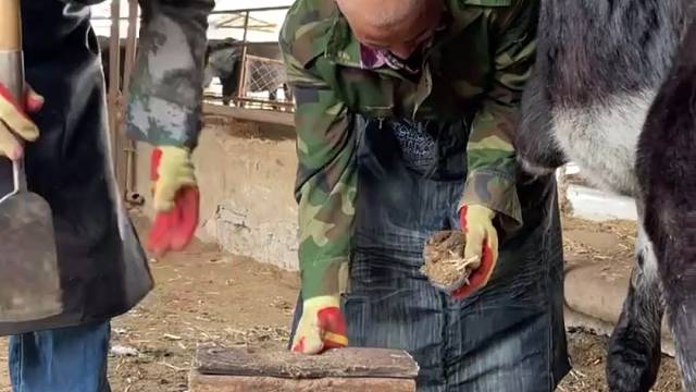 老师傅给毛驴修蹄子，手法干脆利索，切蹄如切菜，很解压