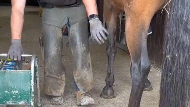 给马剪脚甲