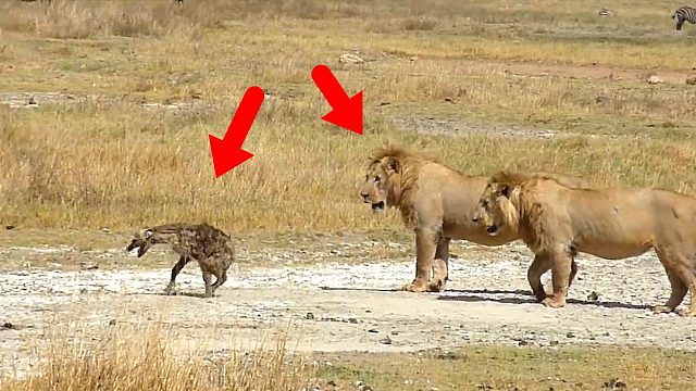 鬣狗被狮子咬断后腿，只能靠两条前腿走路