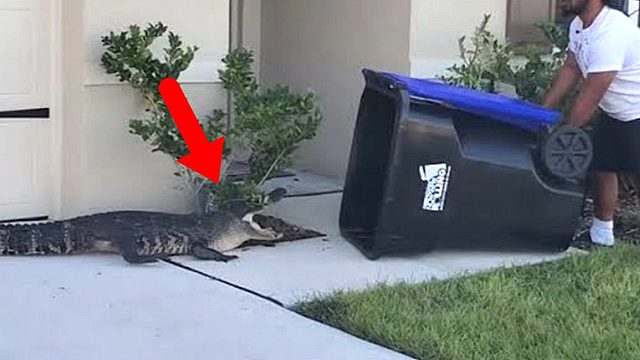 老外用垃圾桶抓鳄鱼，仅用了一分钟，就成功将其制服！