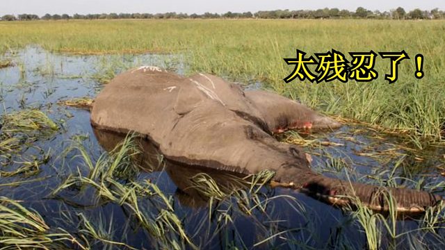 大象奄奄一息，众人一看瞬间起鸡皮疙瘩，直呼：太残忍了！