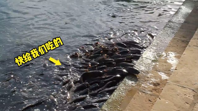 印度鲶鱼有多可怕？往湖里丢点食物，下一幕简直太壮观！