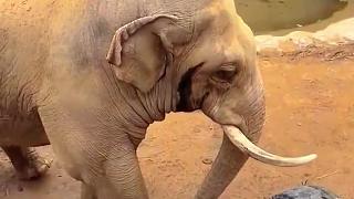 太有爱了，小朋友鞋掉入象园， 大象用鼻子卷起！
