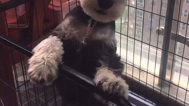 大傻