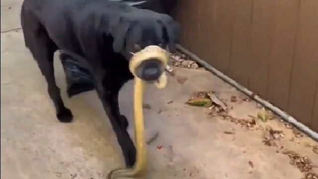 蛇缠住狗的嘴巴