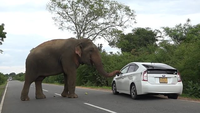 大象守在马路旁，疯狂攻击过往车辆