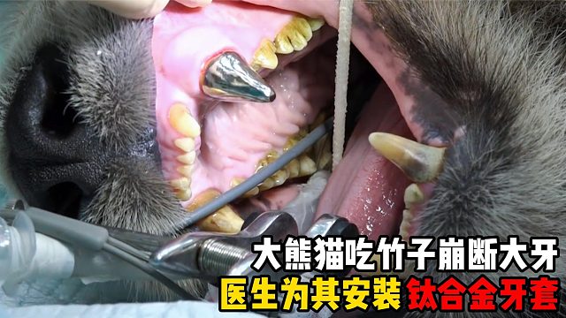 大熊猫崩断大牙，兽医为其装上“钛合金假牙”
