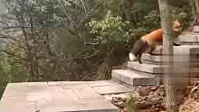 在杭州的青山绿水间，偶遇一只赤狐主动带路！