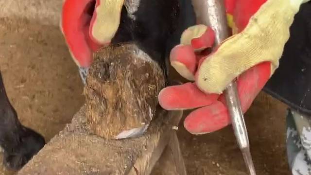 手艺人孙师傅给毛驴修蹄美甲，动作麻利，听着清脆的切蹄声感觉很解压