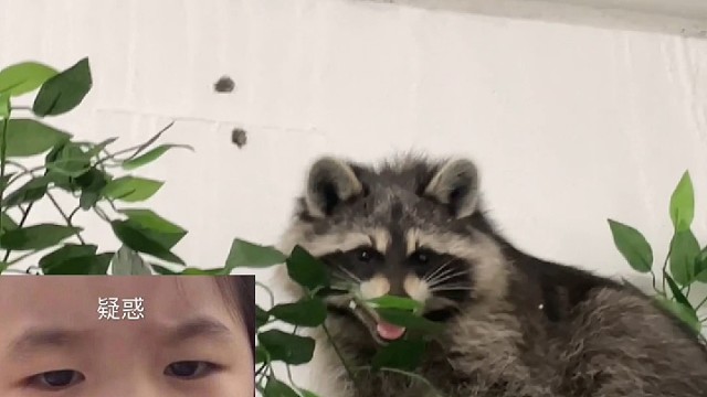 上房揭瓦的小浣熊