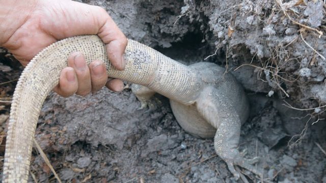 “奇怪生物”打洞，男子伸手就去拉，下一秒后悔了