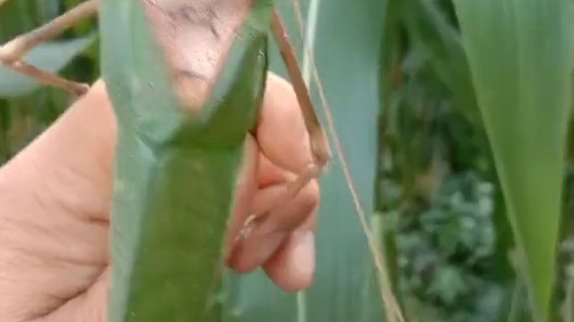 我说夏天怎么还没来，原来是被你抓住了