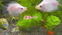 鱼：来亲亲