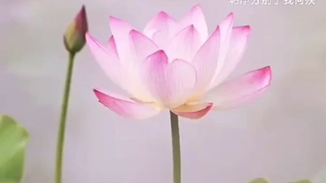 垢净明存，明妙坦荡。
郁郁污泥，养我其芳。