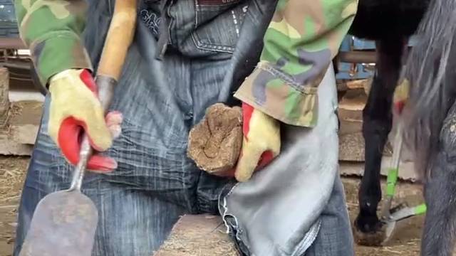 爱护动物，给毛驴美甲，半米长的修蹄刀切驴蹄很解压