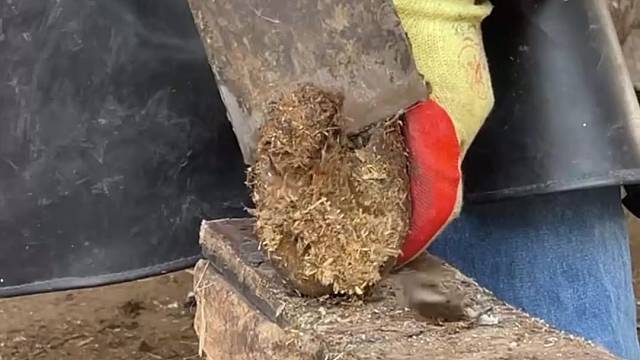 老手艺师傅给毛驴修蹄，大铲刀削蹄如泥，清脆的声音很好听