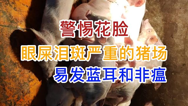 “花脸”眼屎泪斑严重的猪场易发蓝耳和非瘟养猪人需警惕#猪病防控#猪泪斑#猪蓝耳病#非瘟防控