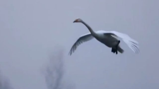 天鹅降落水面全过程，网友：原来飞机降落是学它